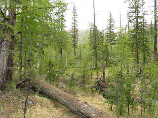 Image showing Taiga on the North of Siberia