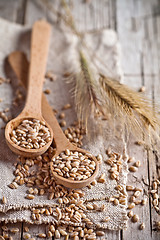 Image showing wheat grain in wooden spoons and ears 