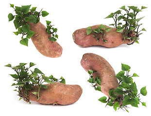 Image showing Sweetpotato 