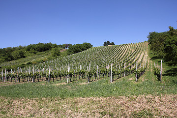 Image showing Vineyard