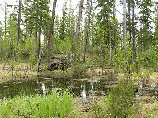 Image showing Taiga