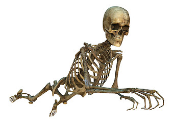 Image showing Human Skeleton