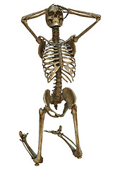 Image showing Human Skeleton