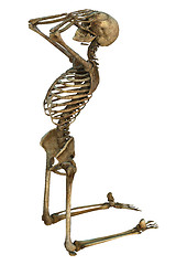 Image showing Human Skeleton