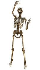 Image showing Human Skeleton