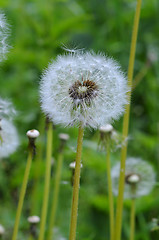 Image showing dandelion