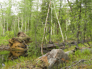 Image showing Taiga on the North of Siberia