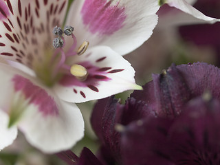 Image showing alstroemeria bloom