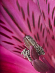 Image showing alstroemeria flower