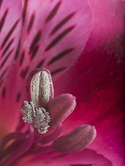 Image showing alstroemeria flower