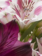 Image showing alstroemeria flower