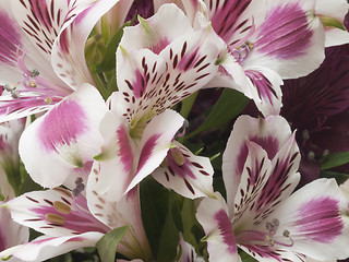 Image showing alstroemeria flower