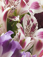 Image showing alstroemeria flowers