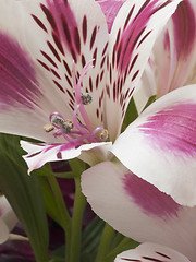 Image showing alstroemeria flower