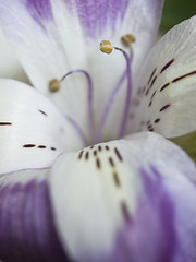 Image showing alstroemeria bloom