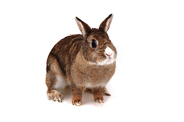 Image showing small brown bunny (pet) 