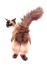 Image showing ragdoll cat isolated