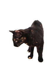 Image showing young black cat isolated 