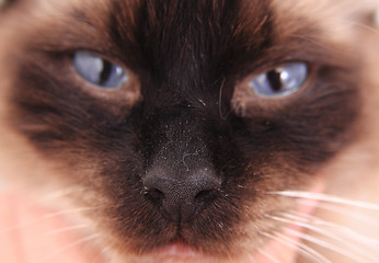 Image showing ragdoll cat face with blue eyes