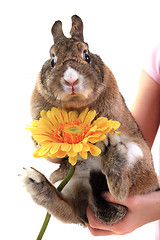 Image showing small brown bunny (pet) with yellow flower 