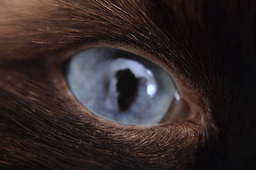 Image showing nice blue cat eye 