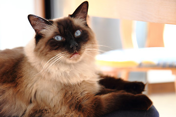 Image showing ragdoll cat is resting
