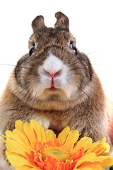 Image showing small brown bunny (pet) with yellow flower 