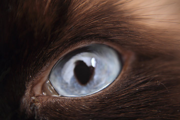 Image showing nice blue cat eye 