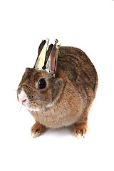 Image showing small brown bunny (pet) as princess