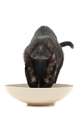 Image showing black cat eating meat 