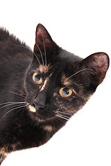 Image showing young black cat isolated 