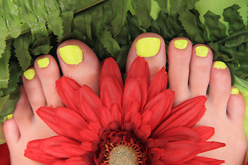 Image showing womens legs with nice nails (pedicure)