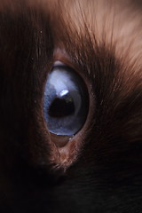 Image showing nice blue cat eye 