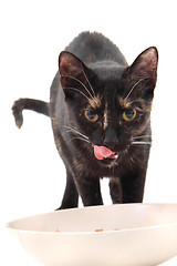 Image showing black cat eating meat 