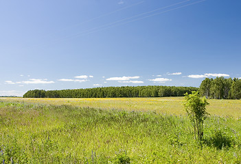 Image showing blue sky, green forest and yellow field