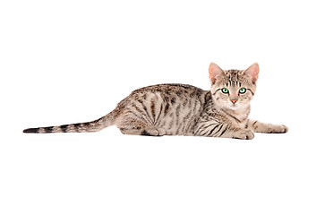 Image showing A Tabby Kitten on White