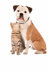 Image showing A kitten and dog on white