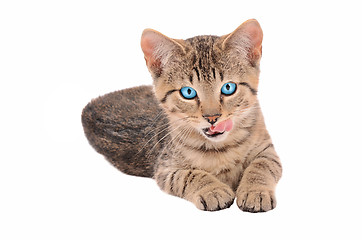 Image showing Brown Tabby Kitten with Tongue Out