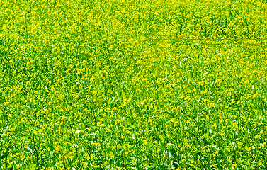 Image showing Green meadow with blossoming plants of mustard.