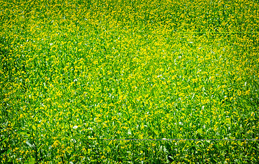 Image showing Green meadow with blossoming plants of mustard.