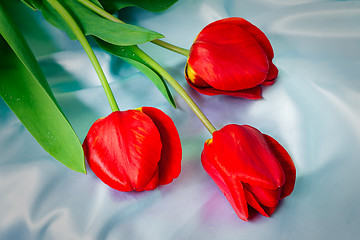 Image showing Three bright red tulips against blue silk