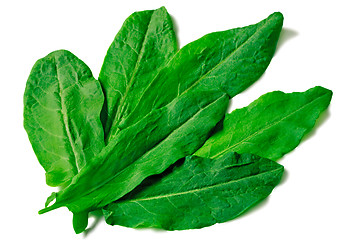 Image showing Green leaves of spinach on a white background
