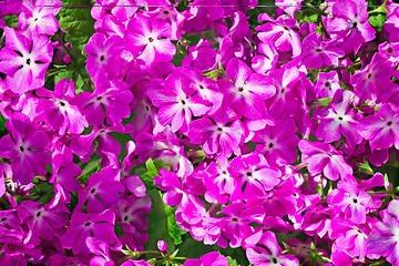 Image showing Bright pink flowers of a primrose 