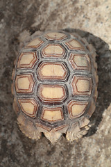 Image showing Tortoiseshell