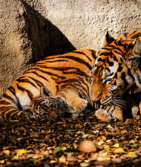 Image showing Tiger mum