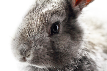 Image showing Gray rabbit