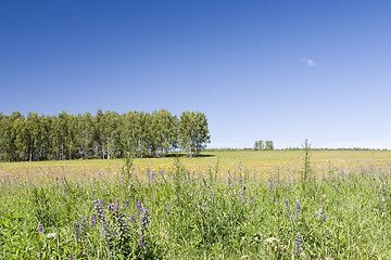 Image showing blue sky, green forest and yellow field