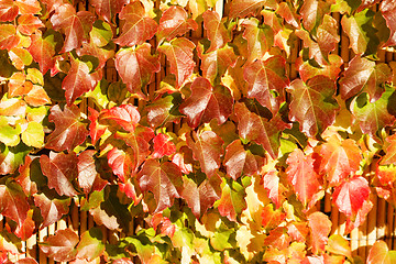 Image showing Colorful leaves