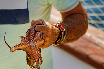 Image showing Octopus