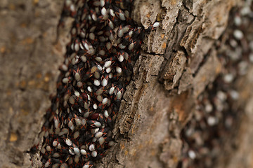 Image showing Bugs on the trunk